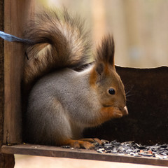 red squirrel eating sunflower seeds