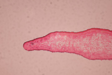 Planaria cell for education, Planaria cell