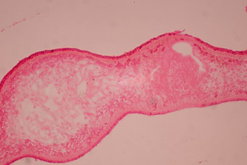 Planaria cell for education, Planaria cell
