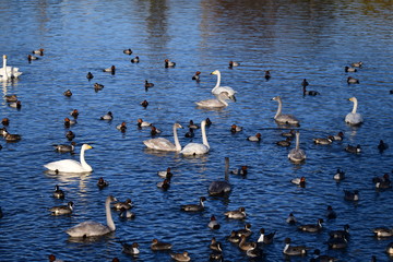 オオハクチョウ、家族やパートナーでまとまっています。千葉県。2019年12月