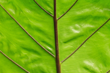 green leaf texture, nature background
