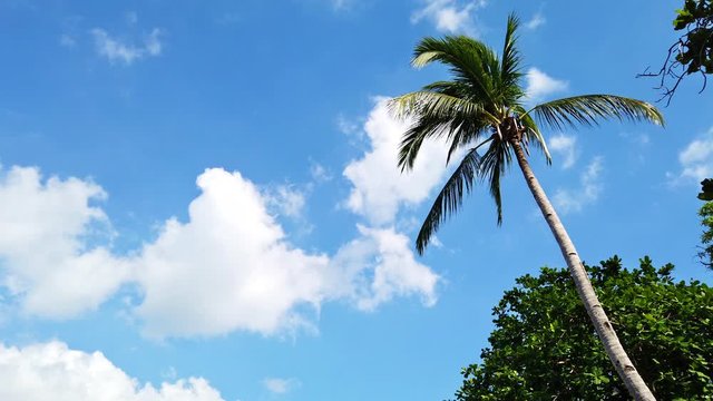 Palm Tree in the Philippines