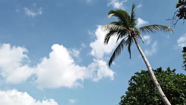 Palm Tree in the Philippines