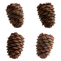 Cedar cones isolated on white background. 