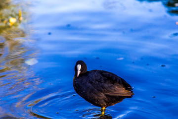 Common coot (Fulica Atra) standing on the shore of a river.