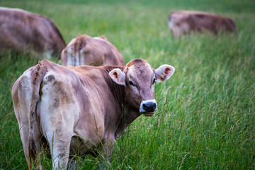 Cow (Swiss Braunvieh breed) standing on a green meadow with other cows grazing in the background.