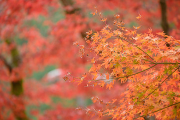 Natural red maple leaf orange background