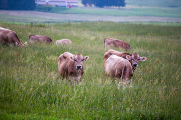 Cows (Swiss Braunvieh breed) standing on a green meadow with other cows grazing in the background behind a wire fence.