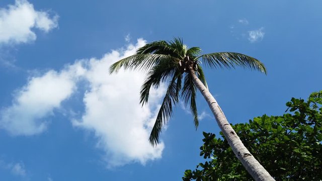 Palm Tree in the Philippines