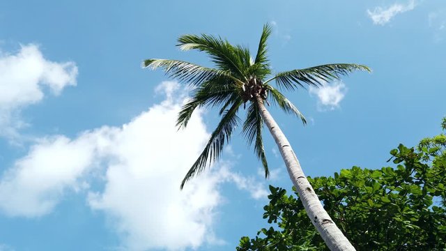 Palm Tree in the Philippines
