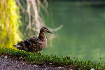 Female of a Mallard Duck (Anas platyrhynchos)  standing on the grass with a river in the background. Duck portrait.