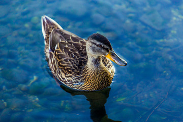 Female of a Mallard Duck (Anas platyrhynchos)  swimming on the river.