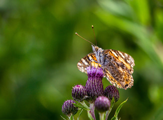 Distelfalter auf Distel mit grünem Bokeh