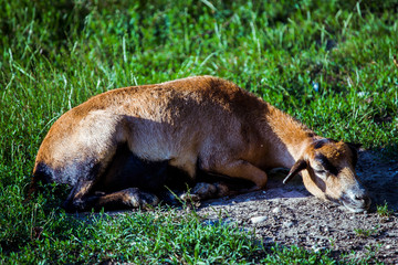 Female of Cameroon Sheep (Ovis Aries) resting on the ground.