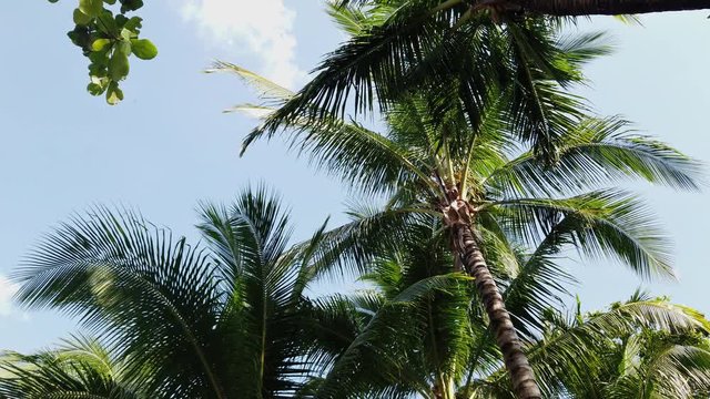 Palm Tree in the Philippines