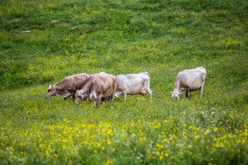Naklejka na ściany i meble Group of cows (Swiss Braunvieh breed) grazing on a green meadow.