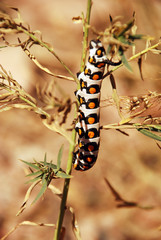 Butterfly Caterpillar Hyles nicaea. White, orange and black. Uzbekistan September