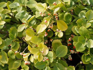 (Euonymus japonicus) Fusain du japon à fructification de baies jaune pâle pourvues d'arilles rouge corail