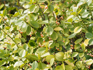 (Euonymus japonicus) Fusain du japon à fructification de baies jaune pâle pourvues d'arilles rouge corail