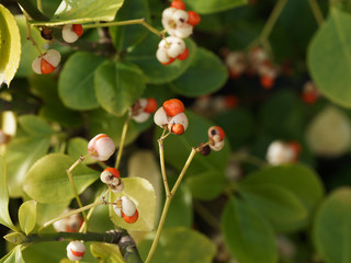 Baies jaunâtre lavées de rose pourvues d'arilles rouge orangé du fusain du Japon au feuillage vert (Euonymus japonicus)