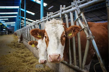 Gordijnen Brown and white cows are feeding in the barn. Straws on the ground. Agricultural production concept at rural area. © hasbisahin