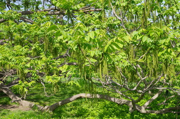 Manchurian walnut (lat. Juglans mandshurica) in Sunny spring day