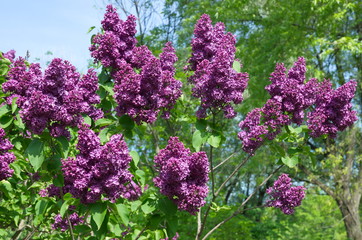 Branches of blooming lilacs on spring Sunny day