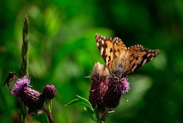Distelfalter auf Distel mit grünen Bokeh
