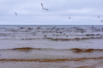 Seagulls on the Baltic Sea in late autumn, Jurmala, Latvia
