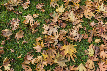 Yellow and orange leaves on the green grass background at autumn 