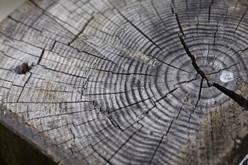 Fototapeta premium old wooden texture for background