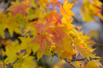Natural autumn colors