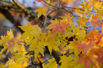 Fototapeta na wymiar Natural autumn colors