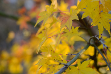 Natural autumn colors