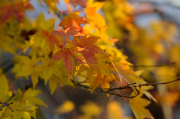 Natural autumn colors