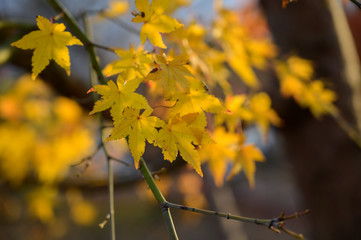 Natural autumn colors