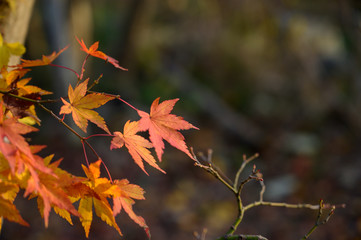 Natural autumn colors