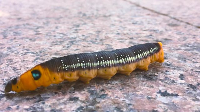 Orange caterpillar closeup macro view