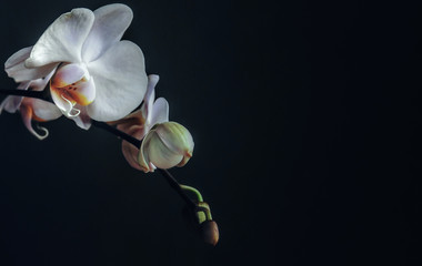 Orchid blossom in dark room - 308054122