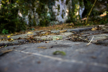 Yellow and green leaves on stone ground and rocks background at nature landscape