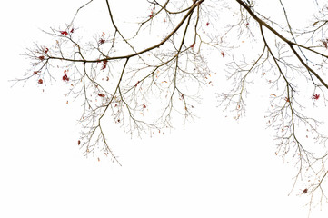 Trees and leaves, background with copy space