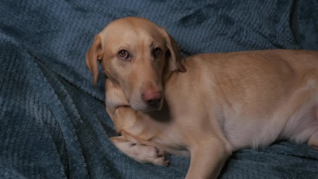 Dog Looking And Being Surprised With Owner's Gift - Medium shot