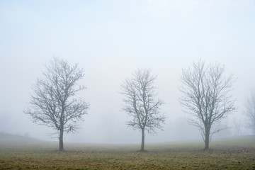 Tree in a row in autumn mist in boring November day