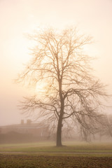 Tree with the sun shining through the fog