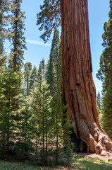Fototapeta na wymiar Giant and centuries-old sequoias in the forest of Sequoia National Park, California, USA