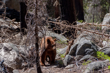 Bear and teddy bear in the forest of Yosemite National Park, California USA