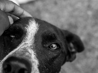 A person s hand holding a dog in black and white