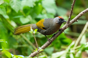 Silver-eared Laughingthrush perching on a branch looking into a distance