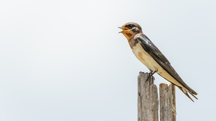 Barn Swallow perching on wood stump