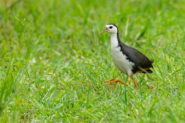 White-breasted Waterhen walking on green field looking into a distance